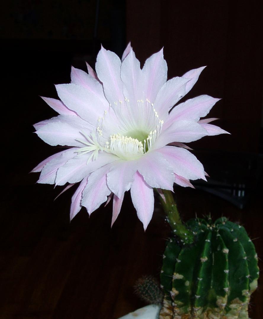 Cactus-5.jpg